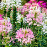 cleome-mixed-colors-1