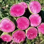 O1CN017e1A1o22I1DG96ekR__2560267096_jpg_q50_jpg