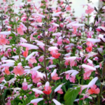 O1CN01lvwQiK2JkjkOCTHWb__2213216199460_jpg_q50_jpg