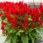 Burning Embers Celosia Seeds