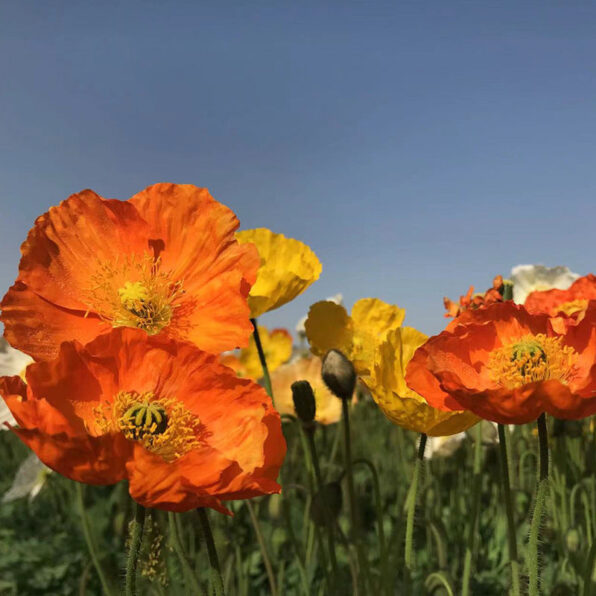 Papaver 'Wonderland Mix' Poppy Seeds