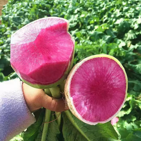 Starburst Hybrid Radish Seeds