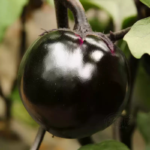 O1CN013as0aJ1dXiJNkReXD__1071273746_jpg_q50_jpg