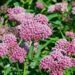 O1CN01xs2LWz2BdOHBXoPm9__2044468361-0-cib