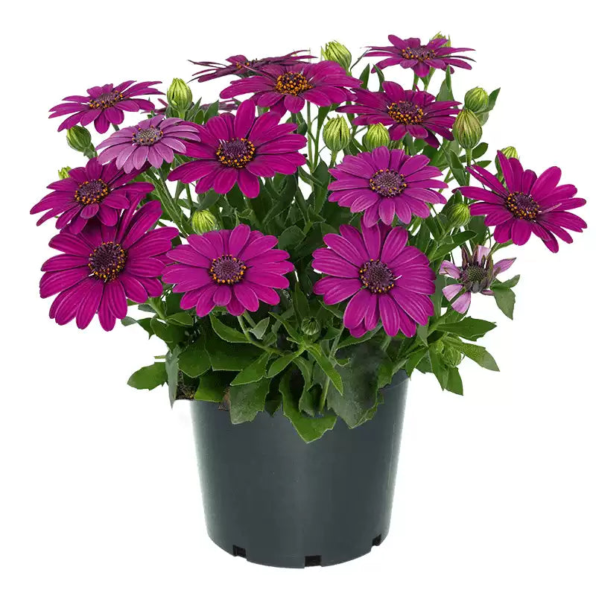 Purple Osteospermum Seeds