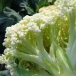 O1CN01PvMSMp25HyHDOkCBk__0-item_pic_jpg_q50_jpg