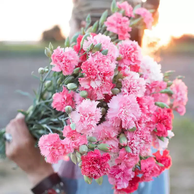 O1CN017xzFYt2JkjWpYchhJ__2213216199460_jpg_q50_jpg