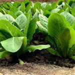 O1CN012uiqhv22H6ePFuLEv__2216182347094_jpg_q50_jpg