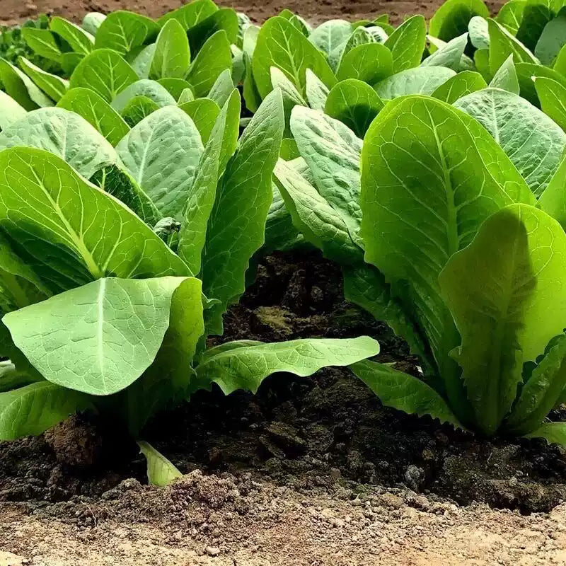 O1CN017y2NEI1PJbcow5ivq__2212369821820_jpg_q50_jpg