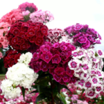 O1CN0180yIVN2Jkjm2eHCHJ__2213216199460_jpg_q50_jpg