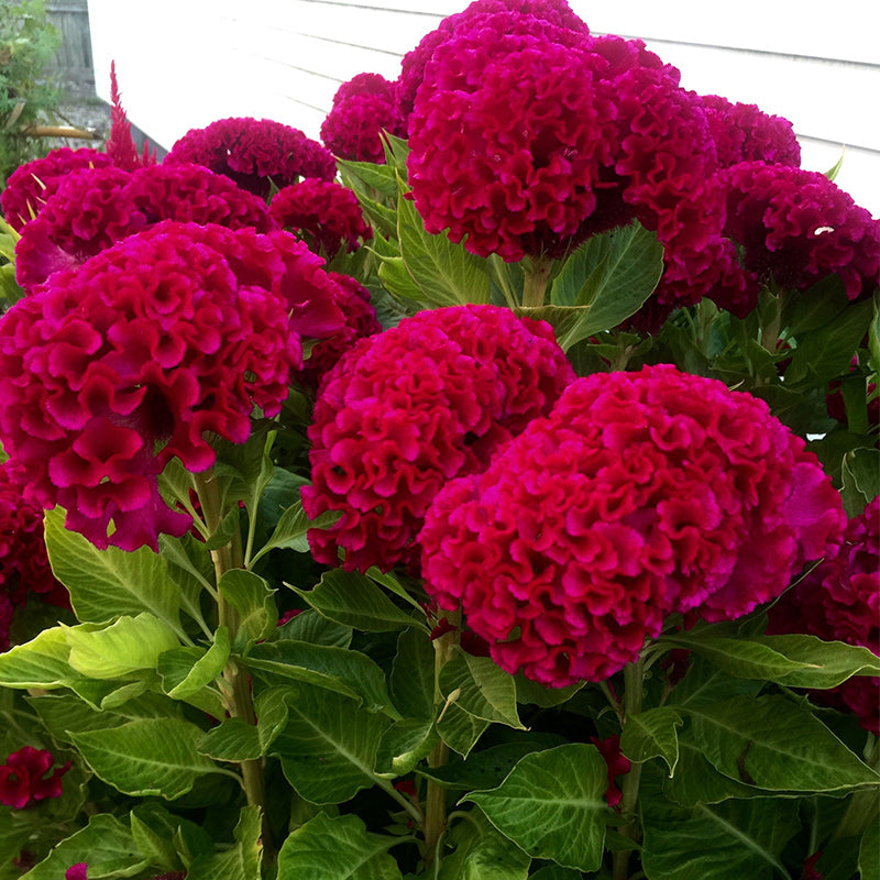 O1CN0181BcH02JkjWcWt8VF__2213216199460