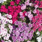 O1CN0183fZYm2JkjbSIETGx__2213216199460