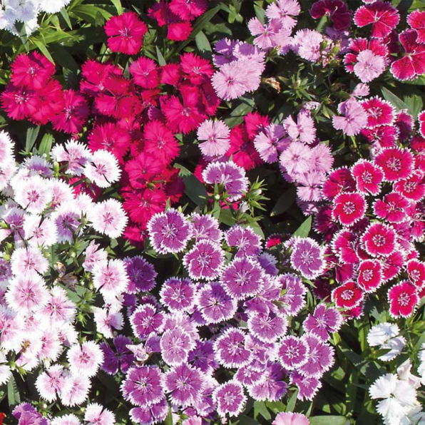 Mix Hybrid Dianthus Seeds