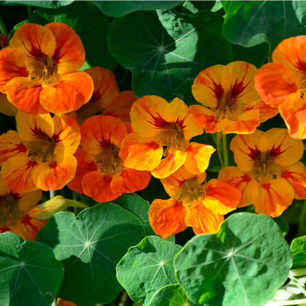 'Orchid Flame' Nasturtium Seeds