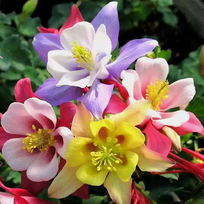 O1CN018JL3ul2Jkjlx3WIK2__2213216199460_jpg_q30_jpg-1