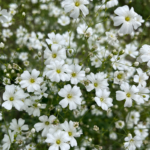 Gypsy White Improved Gypsophila Seeds