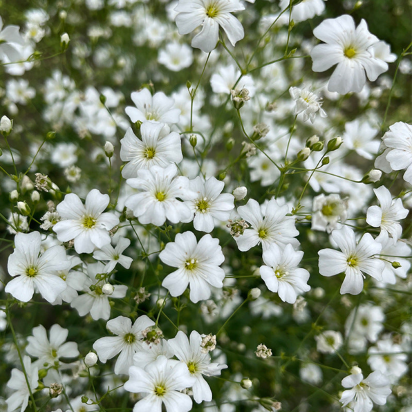 Gypsy White Improved Gypsophila Seeds
