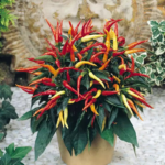 6e67ab0ff63e7938383e5950dcb34e06