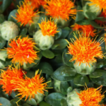 Zanzibar Carthamus Seed