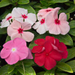 O1CN01F5PFtR2JkjlaN19z0__2213216199460