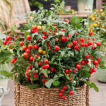 O1CN018xzikX26IG7s12HLU__4252627638_jpg_q50_jpg