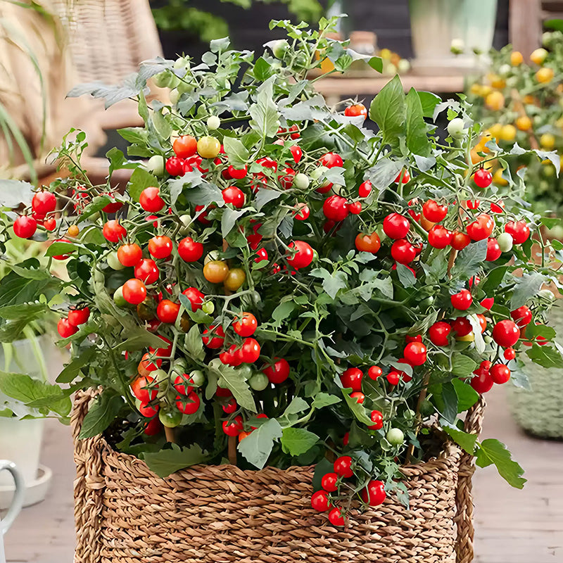 O1CN018xzikX26IG7s12HLU__4252627638_jpg_q50_jpg