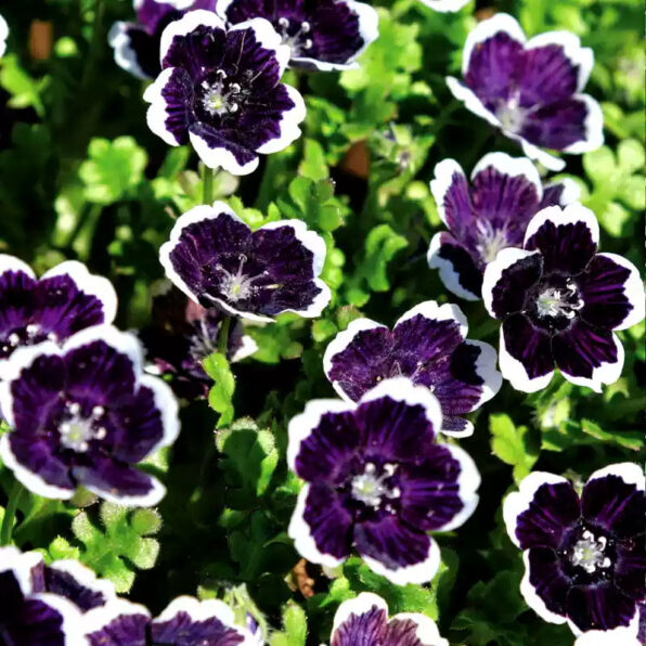 Penny Black Nemophila Seeds