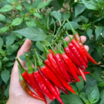Buffy F1 Pepper Seeds