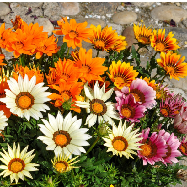 Sunshine Mix Gazania Seeds