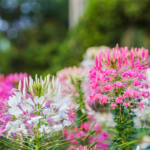 O1CN01VENUVN2JkjWYG7UJQ__2213216199460