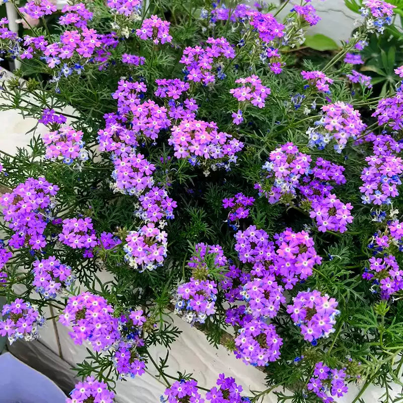 O1CN019PAVnc2JkjlRcYdlh__2213216199460_jpg_q50_jpg