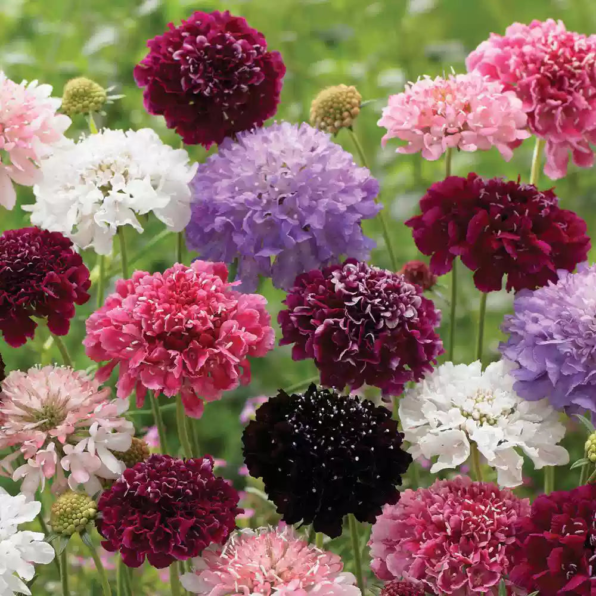 Tall Double Mix Scabiosa Seeds