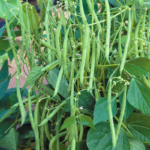 O1CN01AzjPFm1XUcEpE6jGh__23922927_jpg_q50_jpg