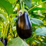 Amadeo Eggplant Seeds