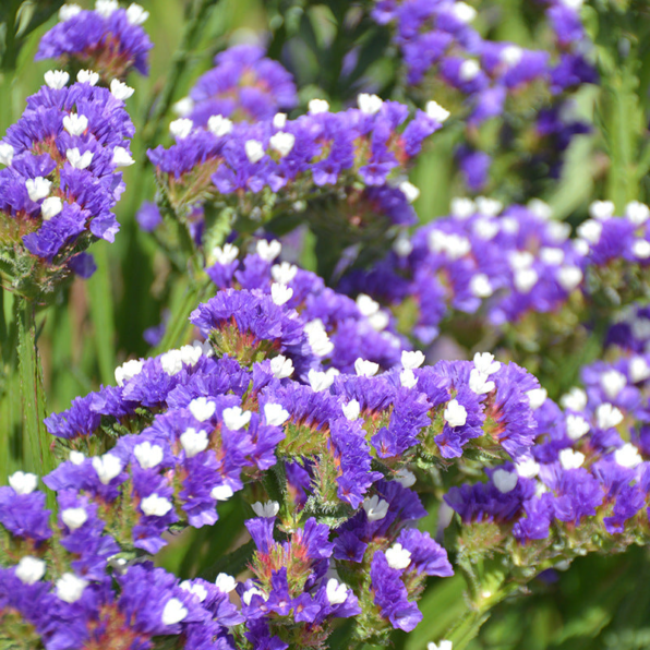 QIS Pale Blue Statice Seed