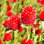 'Strawberry Fields' Gomphrena Seeds
