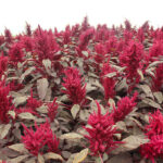 Red Spike Amaranthus Seed