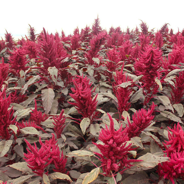 Red Spike Amaranthus Seed
