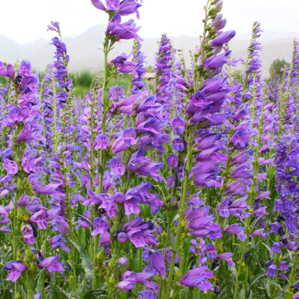 Rocky Mountain Penstemon Seeds