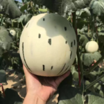 O1CN010Yv3iO1b2SAdMS5Dn__0-item_pic_jpg_q50_jpg