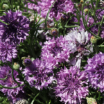 cornflower-mauve-shk-1