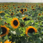 O1CN01kHPWMK2JkjbTXDXgL__2213216199460_jpg_q50_jpg