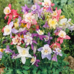 Aquilegia McKana Hybrids Mix Columbine Seeds
