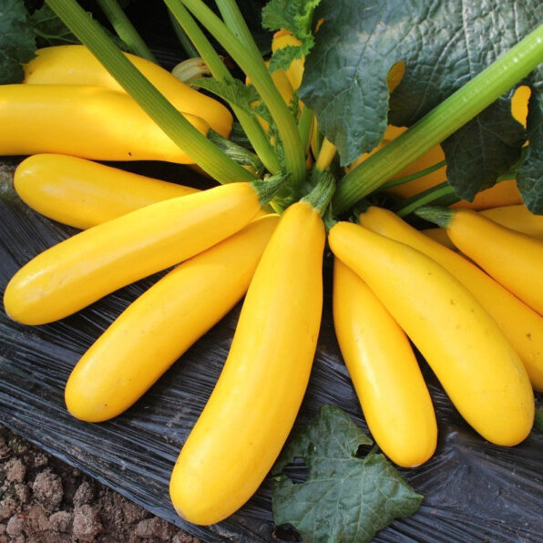 Gold Rush Hybrid Squash Seeds