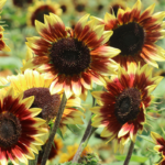 O1CN01cl4bZa2Jkjlvo6VgA__2213216199460_jpg_q50_jpg