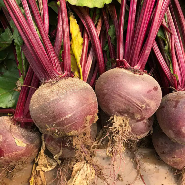 Merlin Hybrid Beet Seeds
