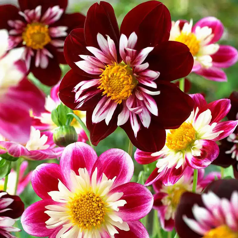 O1CN01AcTPHK1wtfx4zJPey__753026366_jpg_q50_jpg