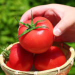 Early Girl Hybrid Tomato Seeds