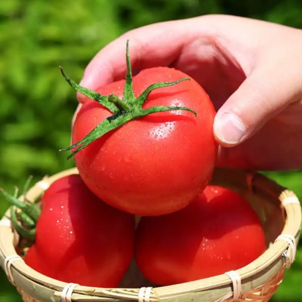 Early Girl Hybrid Tomato Seeds