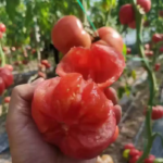 O1CN01Uuj8EG1Y75YgAx8pz__1953883011_jpg_q50_jpg